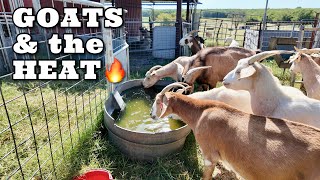 Can Goats Handle The HEAT?
