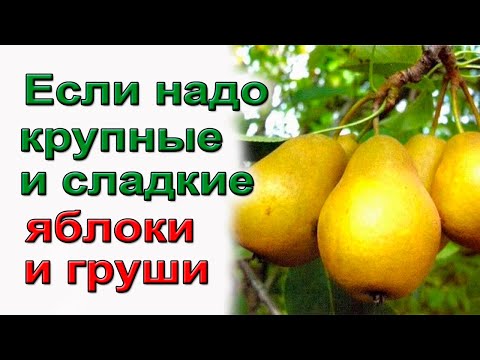 Если надо крупные  сладкие яблоки и груши