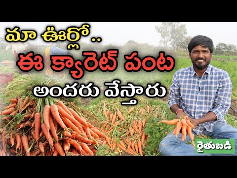 10 సంవత్సరాలుగా క్యారెట్ పండిస్తున్న | Carrot Farming | తెలుగు రైతుబడి