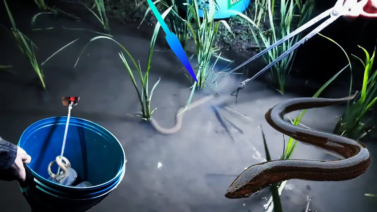 Ngobor belut,pake alat gunting capit efektif dan mudah saat di gunakan