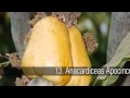 Flores y plantas extintas o en peligro