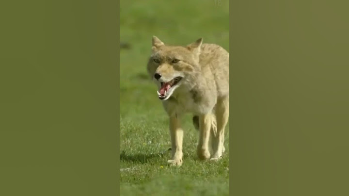 Can You Spot the Hidden Fox in These Mountains? #wildlife #shorts #nature