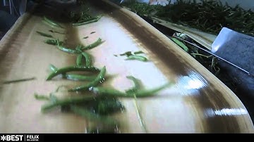 Green bean sorting machine Felix - TOMRA Sorting