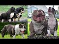 American Bully Extreme