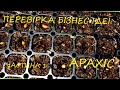 ВИРОЩУВАННЯ АРАХІСУ! ПЕРЕВІРКА БІЗНЕС ІДЕЇ!  (Частина 1)