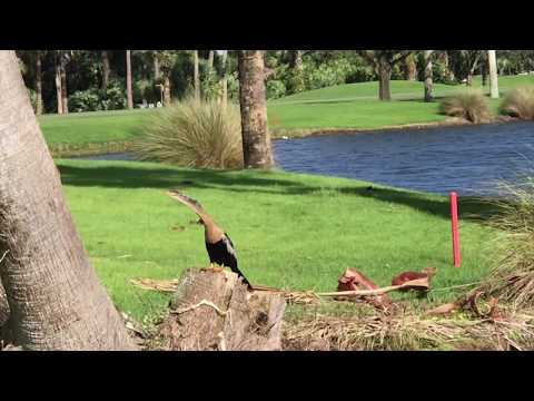 Video: Campos de golf y resorts en West Palm Beach