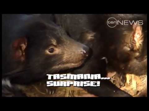 Aussie Facts: Tasmanian Devil