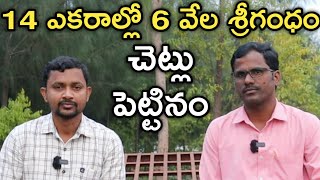 6 వేల శ్రీగంధం చెట్లు పెంచుతున్న.. కొన్ని పొరపాట్లు చేసిన | Sandalwood Farming | రైతు బడి