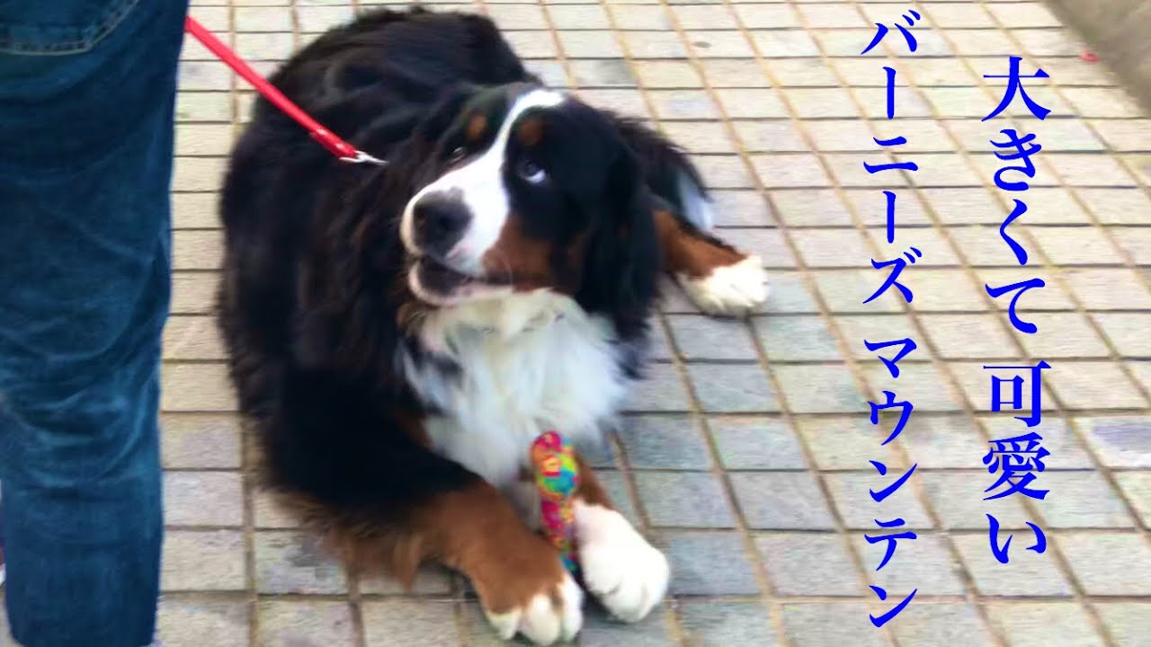 長崎港で見かけた 可愛い大型犬バーニーズ マウンテン ドッグ Youtube