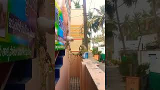 Dare To Touchleo Energy Shorts