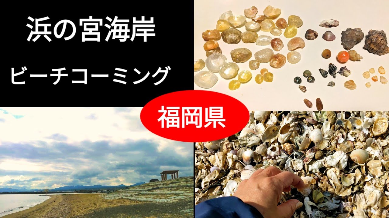 Lots of sparkling seashells found at the clam digging spot