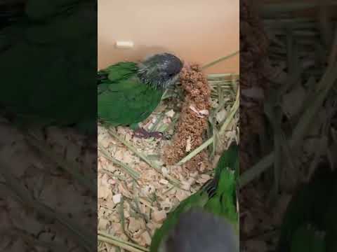 ユウギリインコちゃん