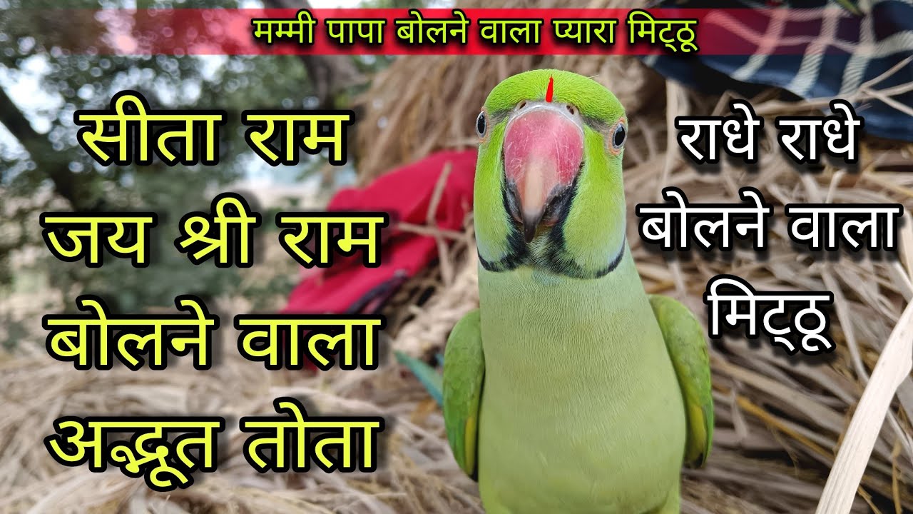 Parrot talking sita ram🚩parrot talking radhe radhe🙏parrot talking mummy papa😱सीता-राम🚩राधे राधे🙏°÷°🦜