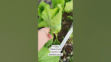 Чтобы ПЕКИНСКАЯ КАПУСТА ЗАВЯЗАЛАСЬ