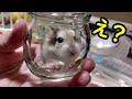 ハムスターを1万円のケージに引っ越しさせてみた【ルーミィ60】