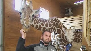 April The Giraffe Pregnant AGAIN Just Months After Giving Birth?