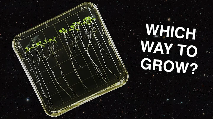 How Do Plants Grow in Space?