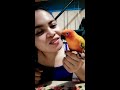 Super Cute! DANCING AND TALKING Sun Conure Parrot