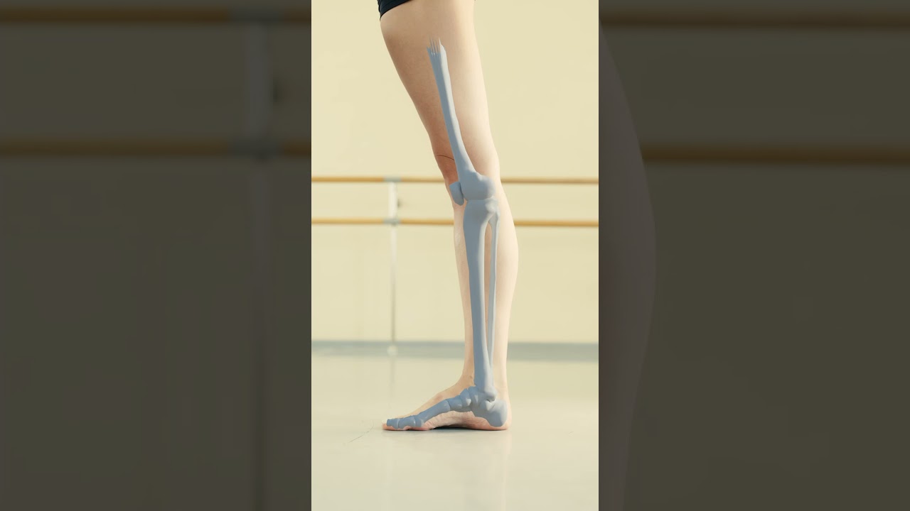 Строение стопы