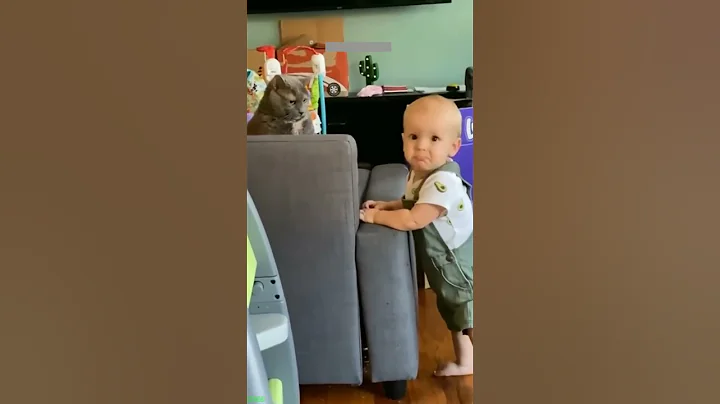 Video 11481481: funny cat playing, cat lovers