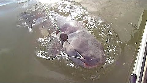 EASY Way To Find Catfish On A River