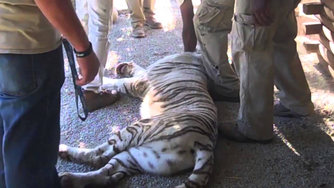 Tiger Rescue - YouTube