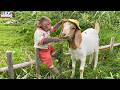 Sweet moment! Lily helps dad take care of the goats in the garden