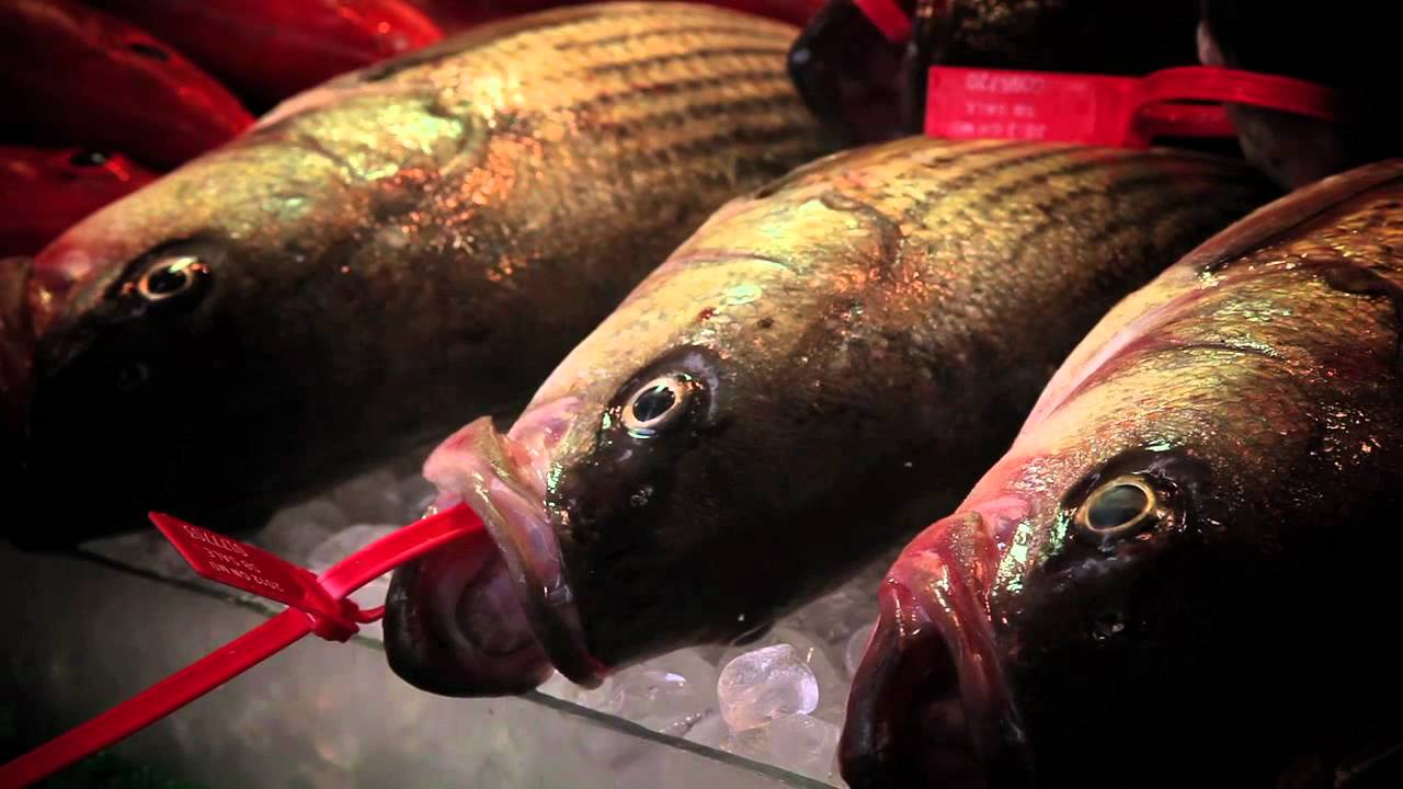 DC Fish Market (part 1) YouTube