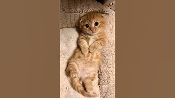 صوت القارئ عجبني ماشاءالله تبارك الله 🤍