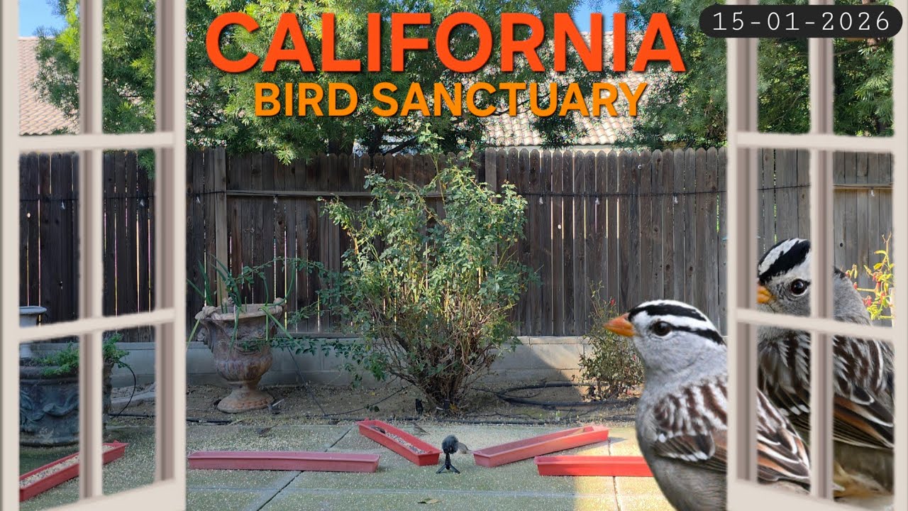 Quiet Afternoon at the Sanctuary Window | Relaxing Cat TV