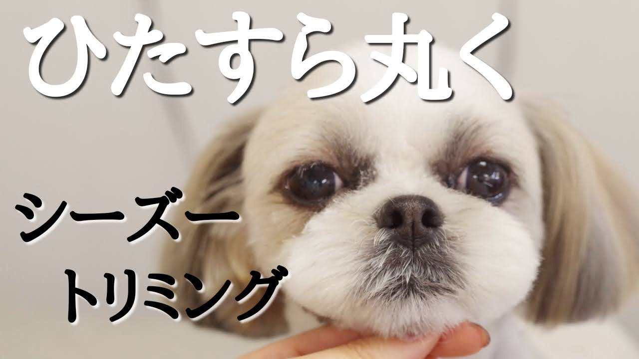 シーズー トリミング ぷぅちゃん ドッグサロン 八女 広川 福岡 トリミング 久留米 筑後 Doggrooming Shihtzu Youtube