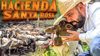 UN REGALO DE DIOS - NIETA DE RIDING SOLO - Hacienda Santa Rosa Rancho el Aguaje