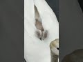 El entrañable momento de una mamá cisne con sus crías: ¡te emocionarás!