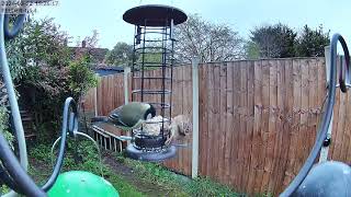 A Sparrow and Greattit sharing  22032024 15:26:12