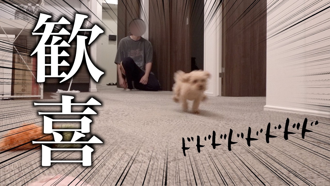 新居にタイルマットを敷いて大喜びするトイプードル