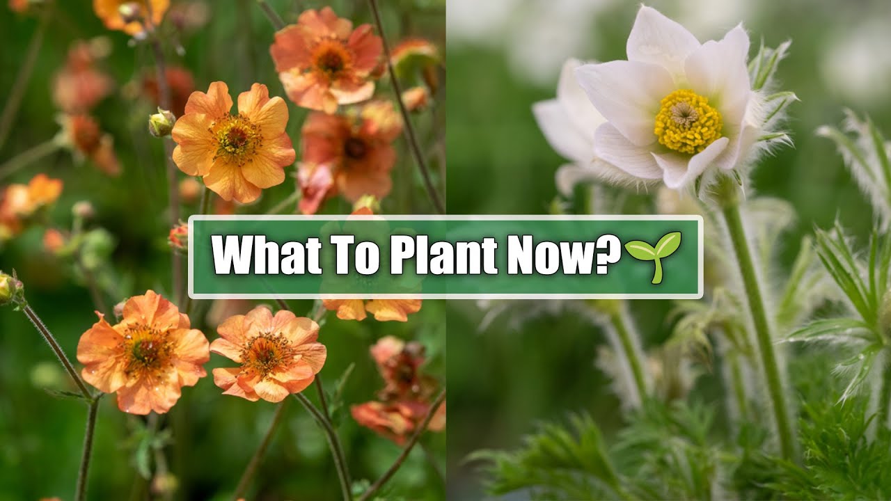 What Can I Plant Right Now