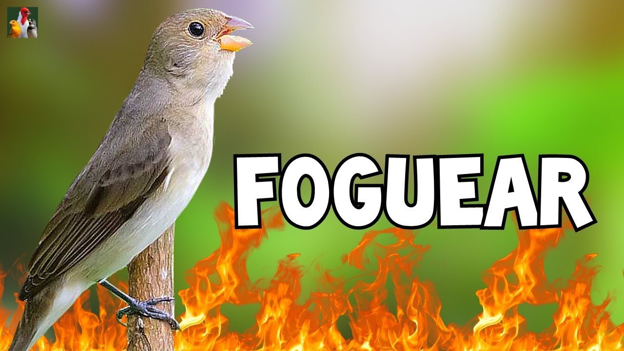 Fêmea de Bigodinho Chamando Muito para Esquentar o Macho!