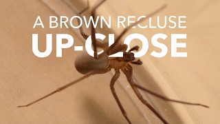 A Brown Recluse CloseUp