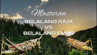 Masteran Belalang Raja vs Belalang Raja Mudah Di Tiru