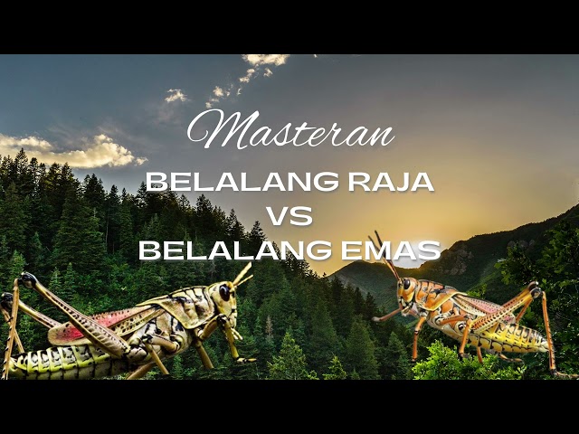 Masteran Belalang Raja vs Belalang Raja Mudah Di Tiru class=