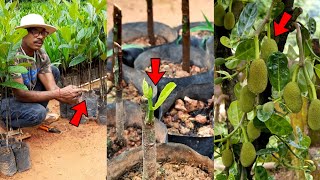 Super Early Hybrid Jackfruit Tree Grafting (bud grafting) Technique | All Season Jackfruit Plant
