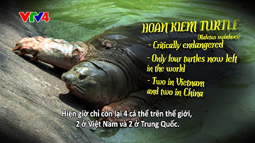 Bảo tồn rùa ở Cúc Phương