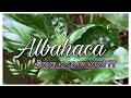 ALBAHACA 🌿 el SECRETO está en sus FLORES!! (albahaca cuidados/principiantes)