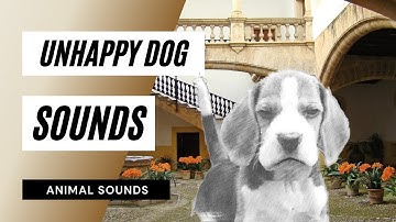 unhappy dog  sounds - the animal sounds: unhappy dog whining / sound effect / animation