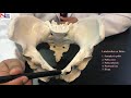 Female Pelvis | Practical Explanation | English | Nursing Lecture