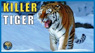 The Siberian Tiger Attacks of 1997