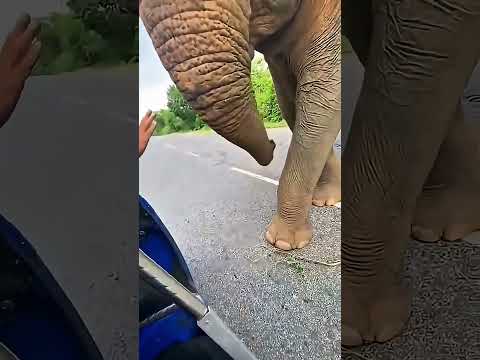 El Amor de un Padre Elefante