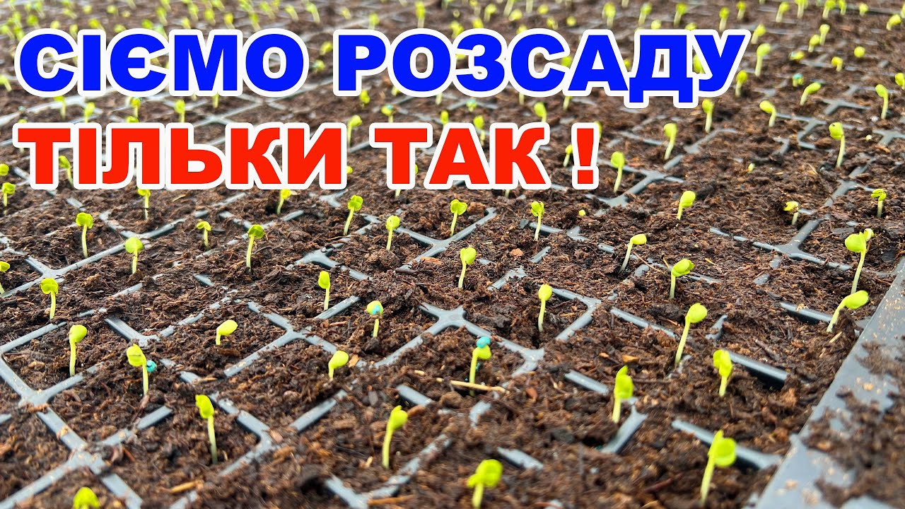 Як сіяти баклажани, помідори  та перець в домашніх умовах ?