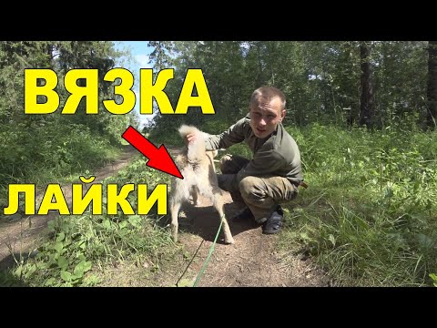 3 совета по вязке собаки для начинающих охотников!