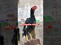 My Favourite Aseel #assel #aseelmurga #roosterfarm #rooster